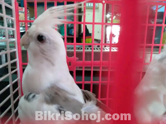 কোকাটেল হোয়াইট ভি-পাইড